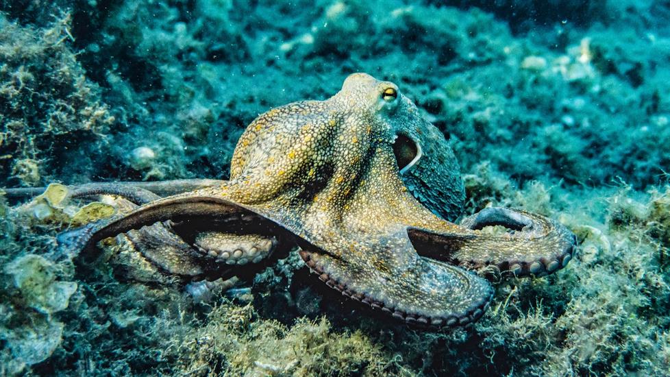 Denizin Zeki Canlıları: Bu Öğrenim Yolu ile Ahtapotlar Hakkında 7 İlginç Bilgi Edinin