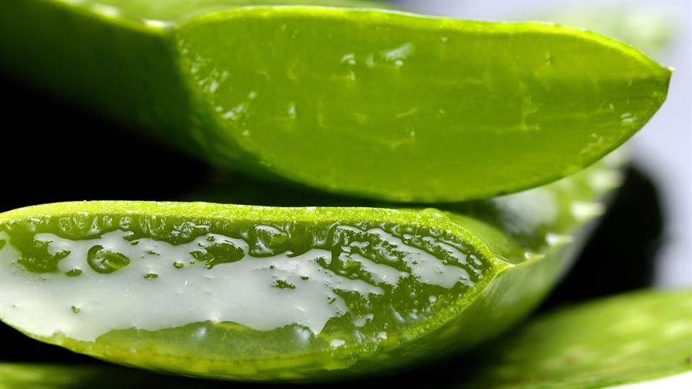 Cennetin Asası: Aloe Vera Bitkisi Hakkında Bu Öğrenme Yolculuğuna Çıkarak Bilgilenin