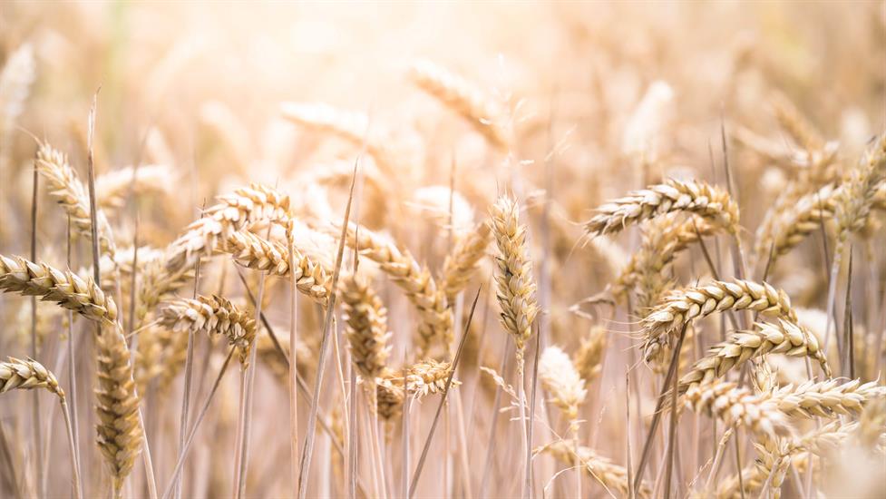 Become A Gluten Expert