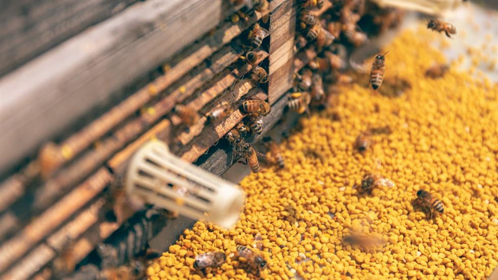 Doğal Şifa Kaynağı "Polen" Hakkında Bunları Mutlaka Öğrenin