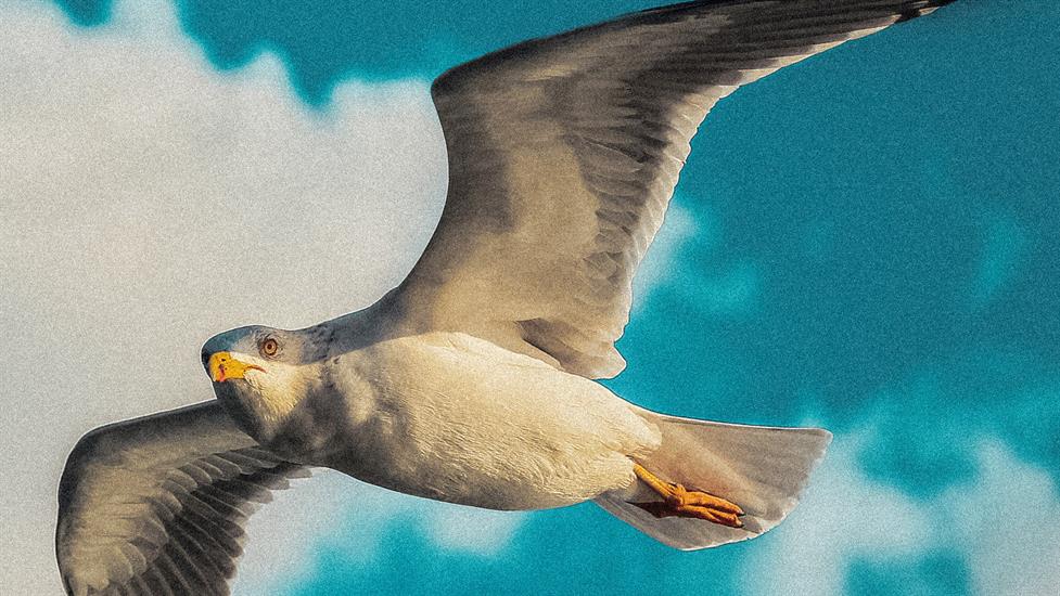 Emin Yoğurtçuoğlu ile Kuşların Dünyasına Yolculuğa Çıkmaya Hazır Olun