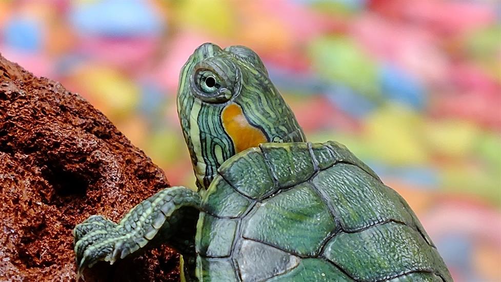 8 Adımda Evde Kaplumbağa Beslemeyi Öğrenin