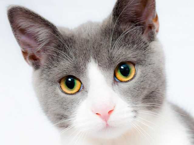 Everything You Need To Know About Cats