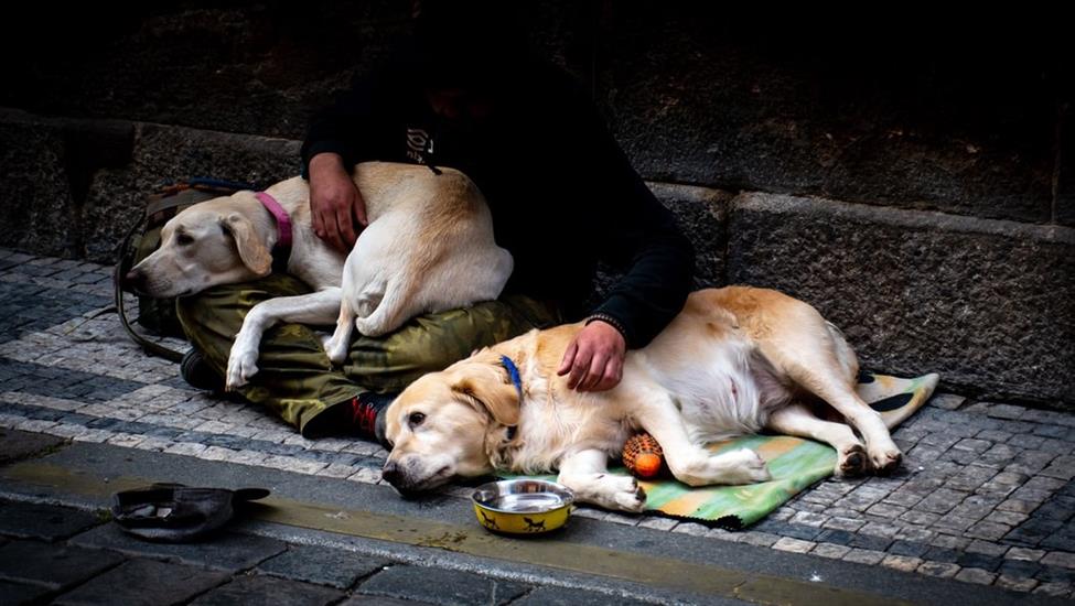 Bizler için Küçük, Hayvanlar için Büyük Adımlar: Hayvanlara Nasıl Yardım Edebiliriz?