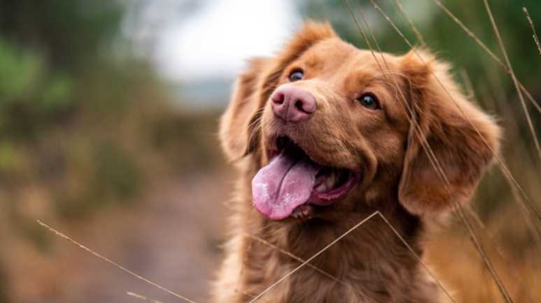 Here Are Our Faithful Friends Dogs!