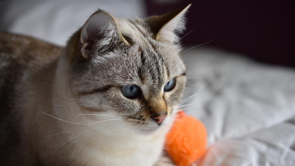 Sevimli Dostlarımız için Kedi Bakım Rehberi