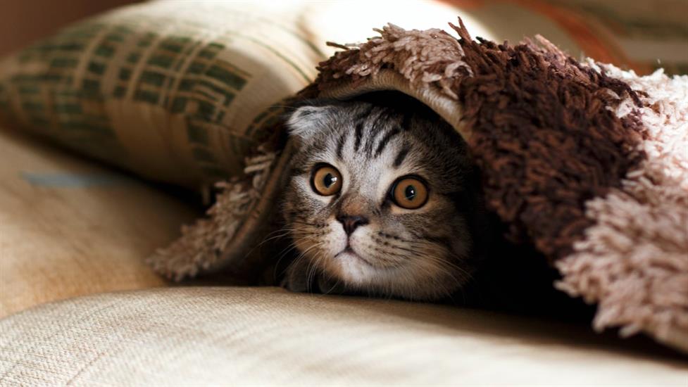 Kedileri 10 Adımda Daha Yakından Tanıyın