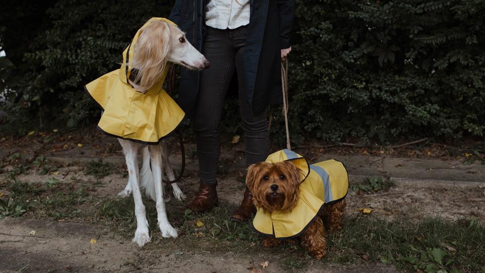 Minik Dostlarımız için Kıyafet Seçmeyi Bu Öğrenim Yolu ile Öğrenin