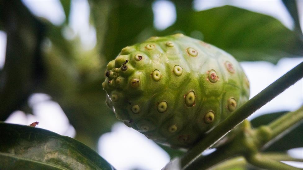 Tropikal Mucize Noni Meyvesi Hakkında Bir Öğrenim Yolu