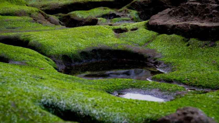 Yer Kürenin Gerçek Oksijen Kaynağı Algleri Keşfedin