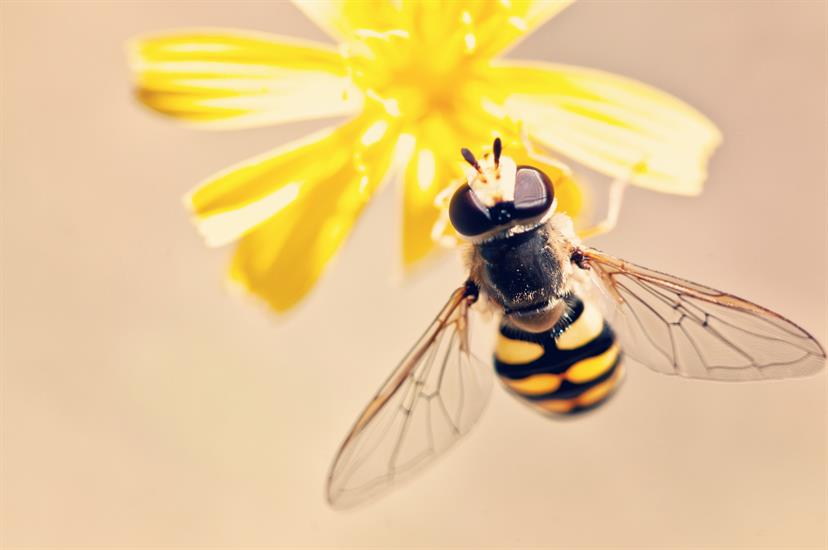 Our World Savers: All About Bees