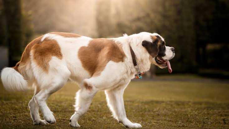 Can Kurtaran Köpeği: Saint Bernard Köpeklerini Tanıyın