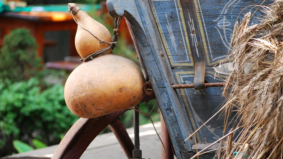 Hobi Avcıları Buraya: Bu Öğrenim Yolu Rehberliğinde Su Kabağı Hakkında Bilgilenin