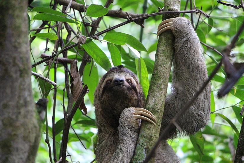 The Slowest Mammals On Earth Sloths