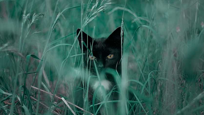Kara Kediler Neden Uğursuzluk Getirir?