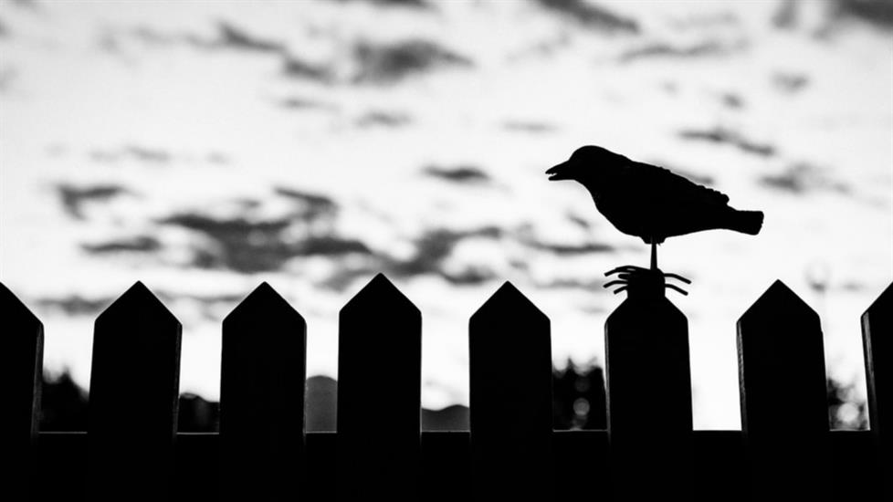 Canlılar Aleminin En Zeki Hayvanlarından Biri: Kargalar